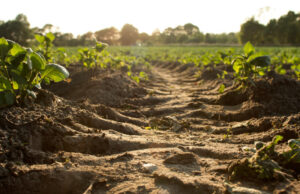 Agriculture and Mining to benefit from the NWU Botswana outreach Initiative Agri-Mining