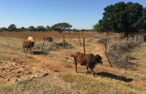 Botswana amends its agricultural policy to encourage local participation in Agritourism