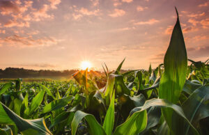 Agribusiness to create wealth in Africa