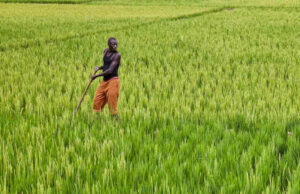 Botswana-China relations in agriculture bearing fruits