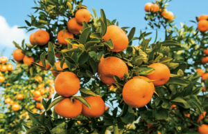 Botswana expects an increase in supply of citrus fruit by 2024