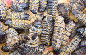 Mopane worms emerging as Botswana’s lucrative export commodity