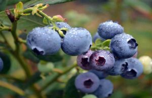 Australia’s Leading Global Producer of blueberries to Participate at Macfrut 2023