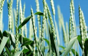 Access to the latest seed technology will play an essential role in food security