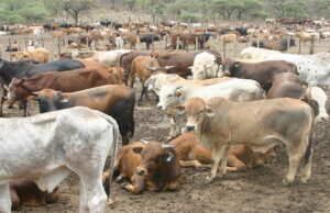 Botswana seeks to increase its national herd with insemination programme