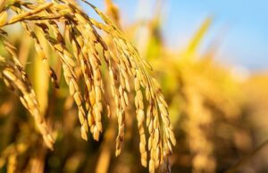 NARDI, AA sign drought-tolerant MoU