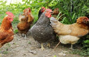 SAPA allays fears of avian influenza