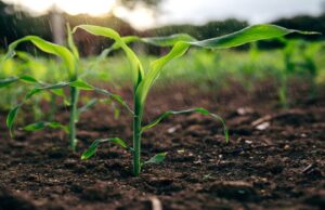 Attracting finance to Africa’s rainfed agriculture to build climate resilience