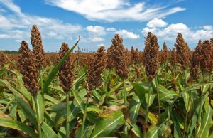 Botswana hosts agriculture sector performance evaluation programme