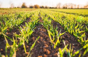 Farmers continue to worry over climate change impact-Research