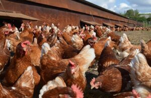 SADC on the lookout as Bird Flue fears hit South Africa
