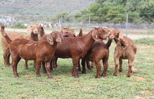 Kalahari Red Buck fetches R165 000 at the annual Trifecta Elite Sale