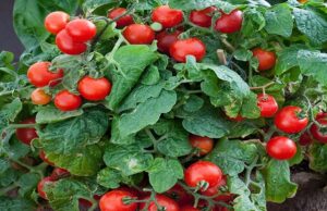 Shutting of the border by Botswana set to lower fresh produce prices in SA