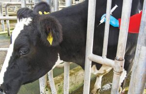 Botswana and Uganda Join Hooves: Collaboration on FMD Vaccine Paves Way for Stronger Agricultural Ties