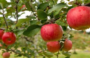 From Parched Earth to Apple Orchards: Botswana’s Budding Success Story