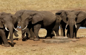 Masisi’s Jumbo Leverage: Botswana Threatens to Unleash 20,000 Elephants on Germany