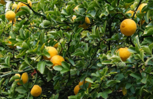 Botswana’s Citrus Gold Rush: Farmers Bear Fruit with Maiden Export to Middle East