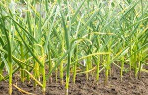 Botswana Powerhouse Duo Join Forces to Bolster Agriculture