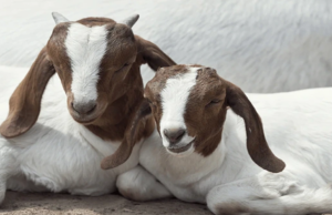 Stanbic Bank Botswana Bolsters Agriculture with P200,000 Sponsorship of Breeders’ Show