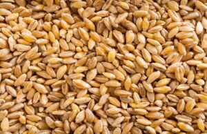 Fortified Whole Grains: A New Frontier in Global Nutrition