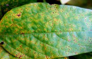 Soybean Rust Threat Looms Large: Farmers Armed with Early Warning System