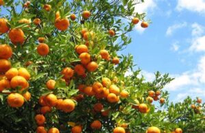 Ban Leaves South African Farmers in the Dark. Namibia and Botswana’s citrus and vegetable import ban sparks regional trade debate