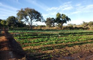 Botswana’s Food Security Struggle: A Long Road Ahead