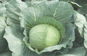 Young Botswanan Farmers Anticipate Agricultural Revival Under New Government