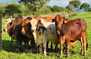 Cross-Border Collaboration Targets Rangeland Restoration as Botswana Adopts Holistic Management