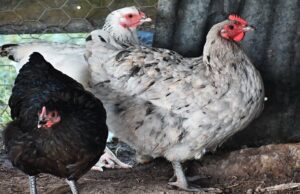 Francistown Rains Wipe Out Broilers