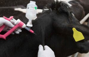 Namibia procures equipment, vaccines to combat FMD …as SA, Botswana battle disease