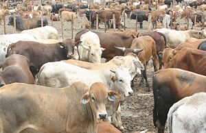 AU Delegation Gets a Close Look at Botswana’s Frontline Against FMD
