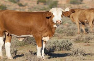 Agriculture minister warns farmers to stay alert against FMD