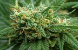 Botswana Backs Cannabis Pilot as New Industry Takes Root