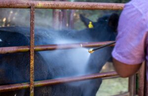 Spraying for safety – Supporting Farmers in the fight against FMD