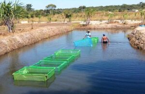 Aquaculture Bridging the Protein Gap in Botswana – Update