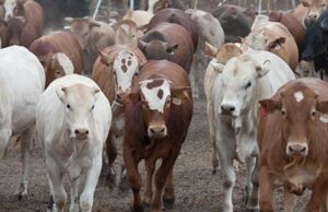 Cross-Border Collaboration Targets Foot and Mouth Disease Outbreak