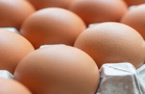 Philippines Feed Sector Grows as Poultry and Aquaculture Drive Demand