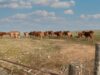 South Africa, Botswana Forge Biosecurity Pact to Combat Foot-and-Mouth Disease, Trade Friction – Updated