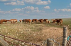 South Africa, Botswana Forge Biosecurity Pact to Combat Foot-and-Mouth Disease, Trade Friction – Updated