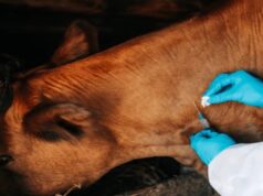 Botswana, South Africa Forge Pact to Fight Livestock Virus in Trade Push
