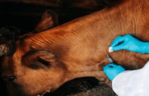 Botswana, South Africa Forge Pact to Fight Livestock Virus in Trade Push