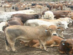 Botswana Targets Cattle Boom with New Green Fodder Strategy