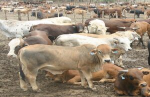 Botswana Targets Cattle Boom with New Green Fodder Strategy