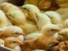 Diamonds to Day-Old Chicks: Botswana Bets Close to P1 Billion on Poultry Revolution