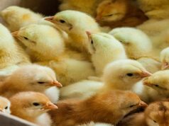 Diamonds to Day-Old Chicks: Botswana Bets Close to P1 Billion on Poultry Revolution