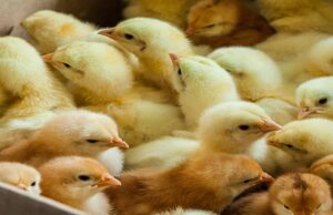 Diamonds to Day-Old Chicks: Botswana Bets Close to P1 Billion on Poultry Revolution