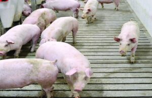 Hungary Confirms First ASF Case in Domestic Pigs