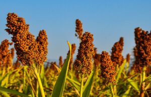 India–Africa Cooperation in Agriculture, Millets & Food Security