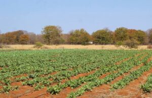 Botswana Pushes Land Planning Beyond the Cities